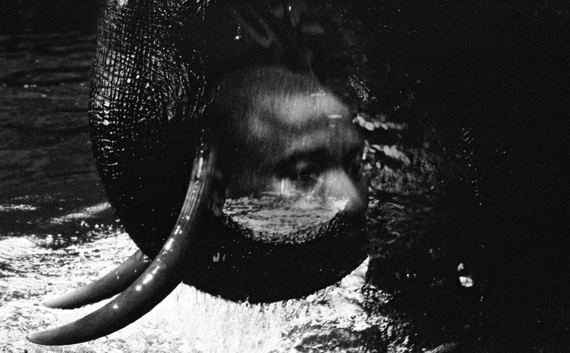 Tame — plate 2 by David Allen