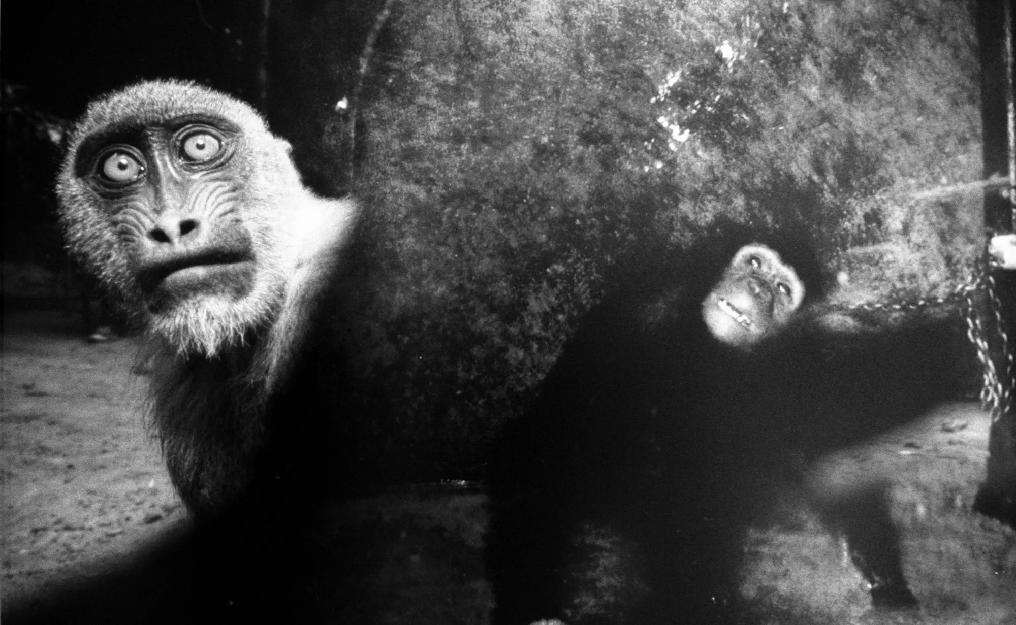 Tame — plate 3 by David Allen