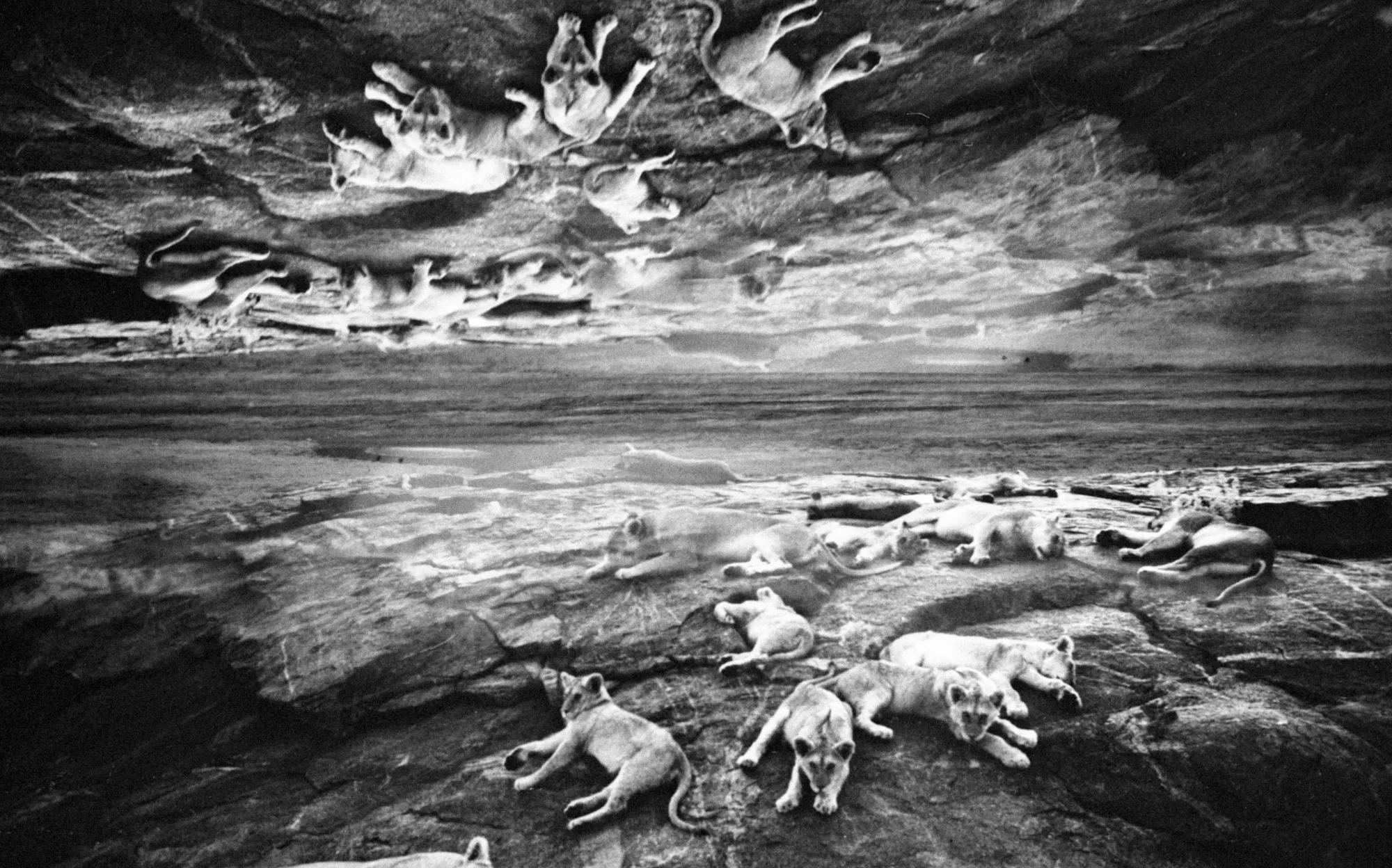 Tame — plate 4 by David Allen